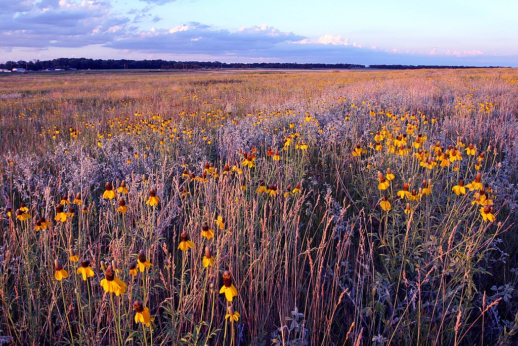 Montana native deals plants